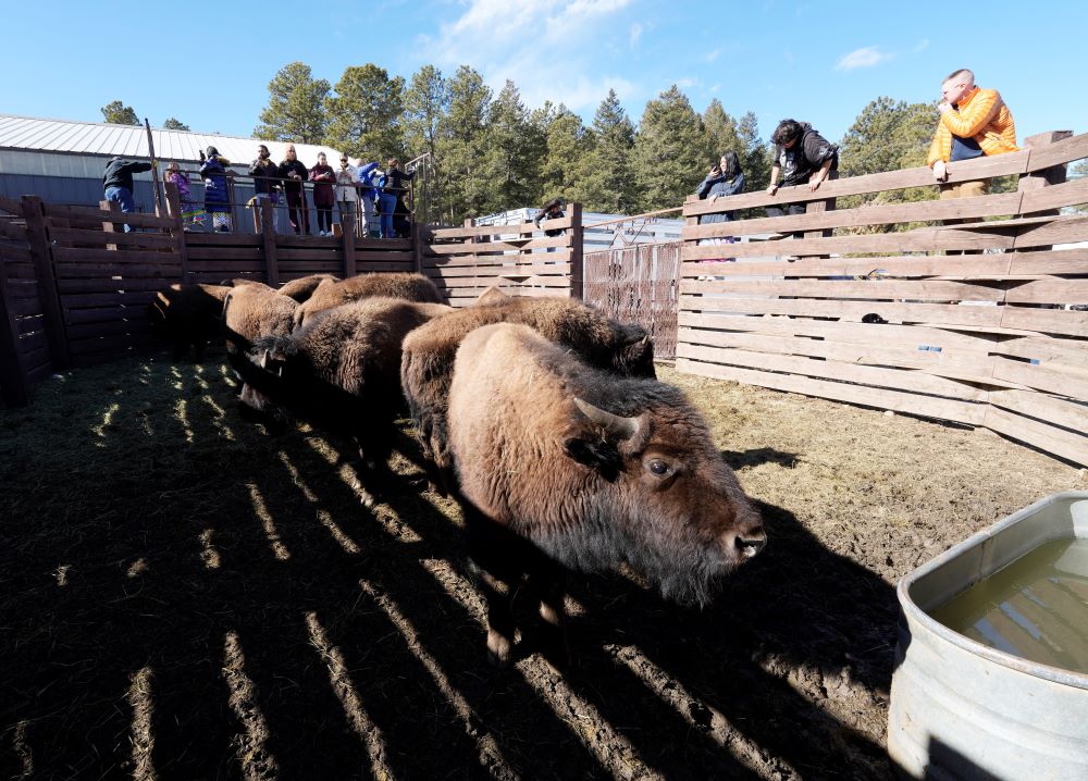 Some of the 35 Denver Mountain Park bison wait in a corral to be transferred to representatives of four Native American tribes and one memorial council as they reintroduce the animals to tribal lands, Wednesday, March 15, 2023, near Golden, Colo. (AP Photo/David Zalubowski)