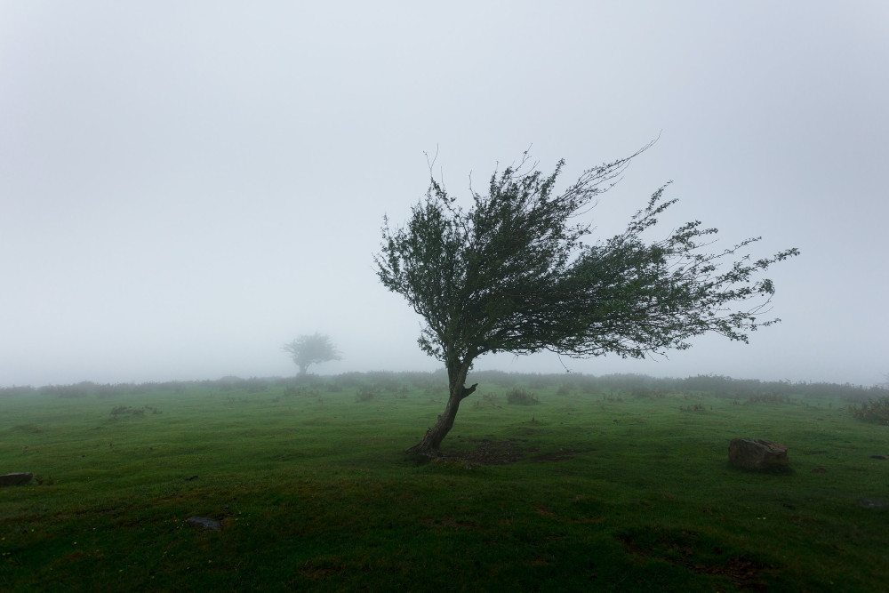 A tree bending in the wind (Unsplash/Khamkéo Vilaysing)