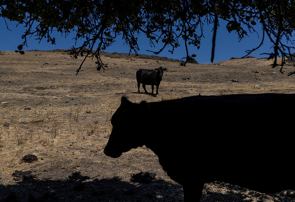 Livestock is seen in a dry field Aug. 15, 2022, near Sacramento, California. (CNS/Reuters/Carlos Barria)