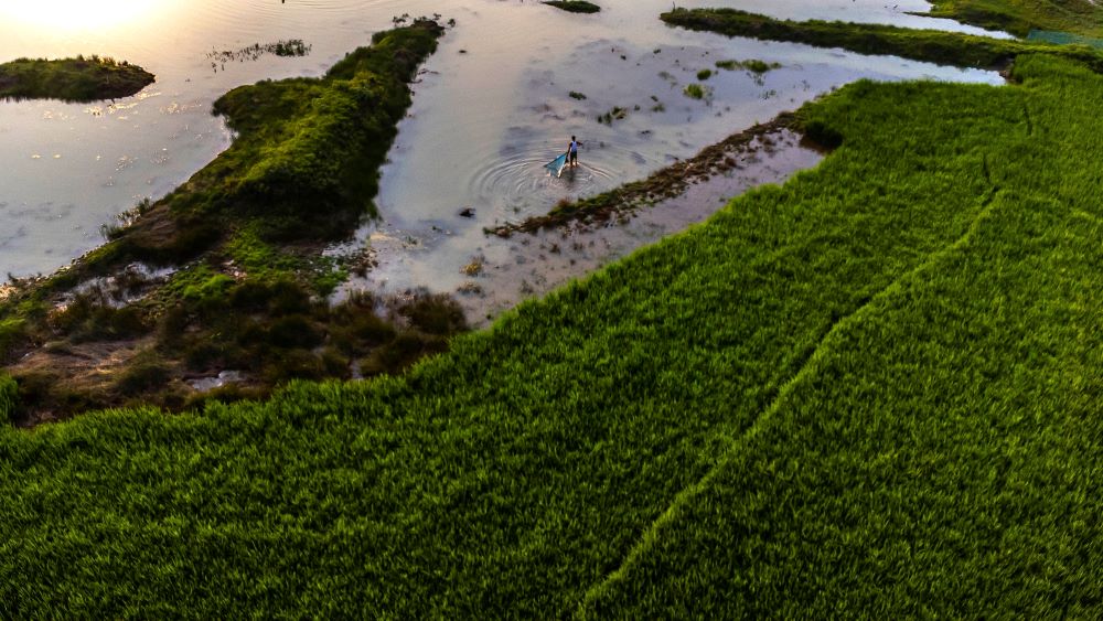 A farmer spreads his net to catch fish in a lake on the outskirts of Guwahati, India, Monday, April 10, 2023. (AP Photo/Anupam Nath)