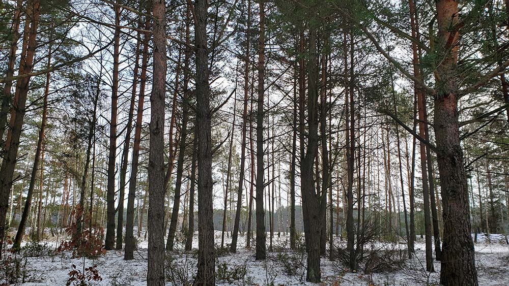 A quiet but imposing forest at the Treblinka memorial site in Poland (NCR photo/Chris Herlinger)