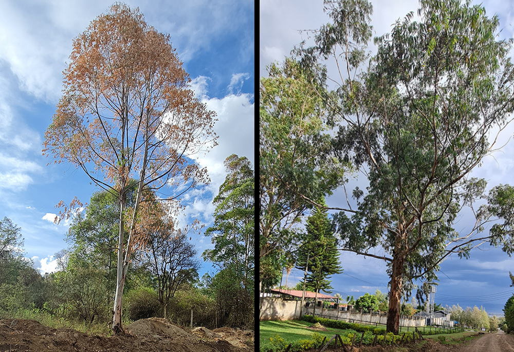 Pictures of a dry eucalyptus tree, left, and a green eucalyptus tree; during a walk through the forest Rosemary Wanyoike noticed dried up eucalyptus trees, which she says is very unusual. (Rosemary Wanyoike)