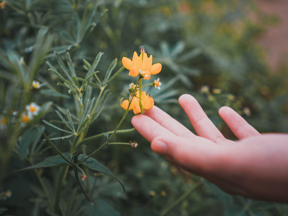 Hand touching wildflowers (Unsplash/Lisanto)
