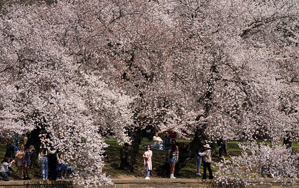 People in Washington are seen under a canopy of cherry blossoms in peak bloom March 21, 2022. (CNS/Reuters/Kevin Lamarque)