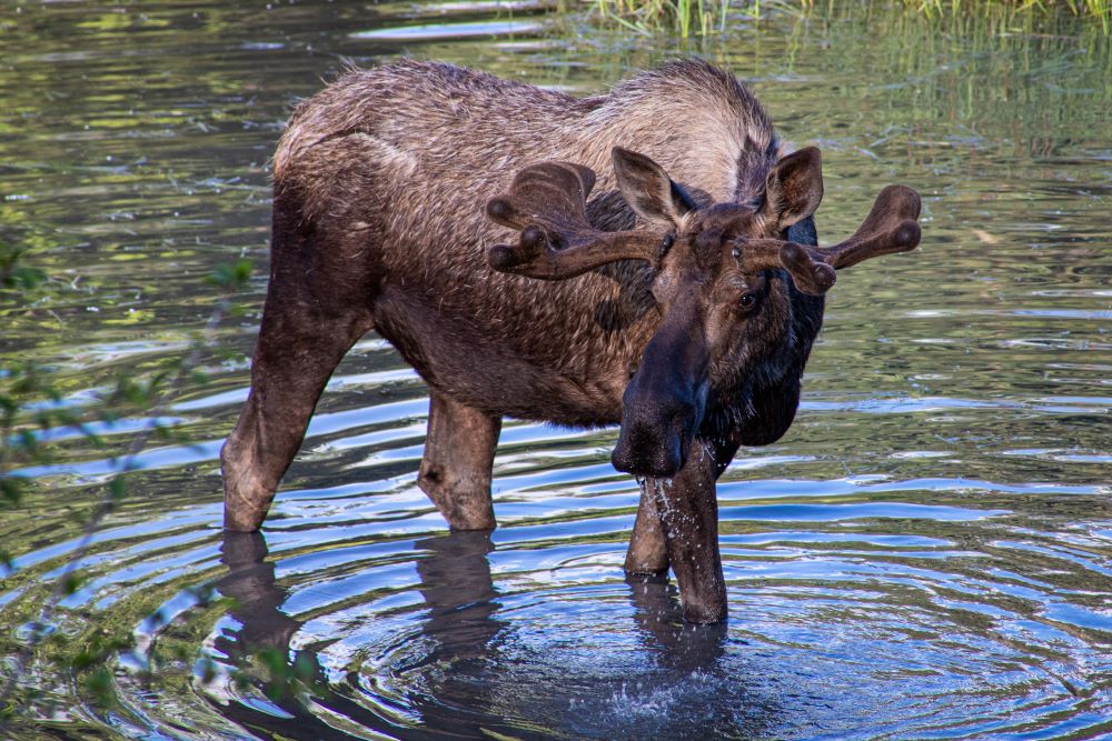 A moose stands in shallow water