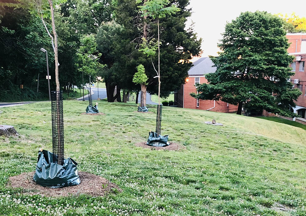 In January 2023, Laudato Trees arranged the planting of 33 trees at the Franciscan-run Washington Retreat House, in Washington D.C. The trees were added in an effort to help reduce the urban heat island effect, improve air quality and provide habitats for animals. (Courtesy of Washington Retreat House)