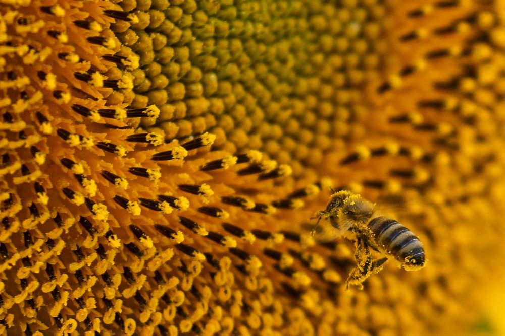 A bee collects pollen on a sunflower in a field in Ukraine's Chernihiv region Aug. 8, 2022, amid Russia's ongoing attack on the country. Bees are part of ancient Ukrainian tradition, and beekeeping is a major economic activity in Ukraine, making it one of the main producers of honey in Europe, according to the website euronews.com. 