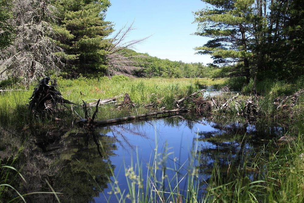 A file photo shows trees reflected in a pond along a trail in Acadia National Park in Bar Harbor, Maine. (OSV News/CNS file, Bob Roller)