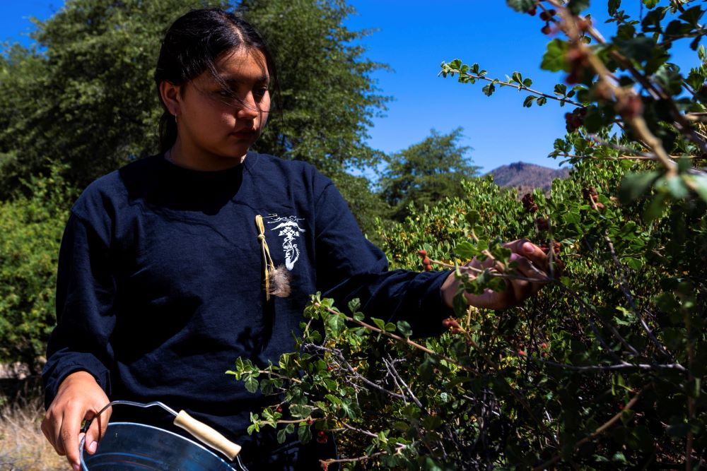 Soleil Davignon picks berries for her coming of age ceremony on Oak Flat Campground, a sacred site for Native Americans located 70 miles east of Phoenix, on June 3, 2023, in Miami, Ariz.