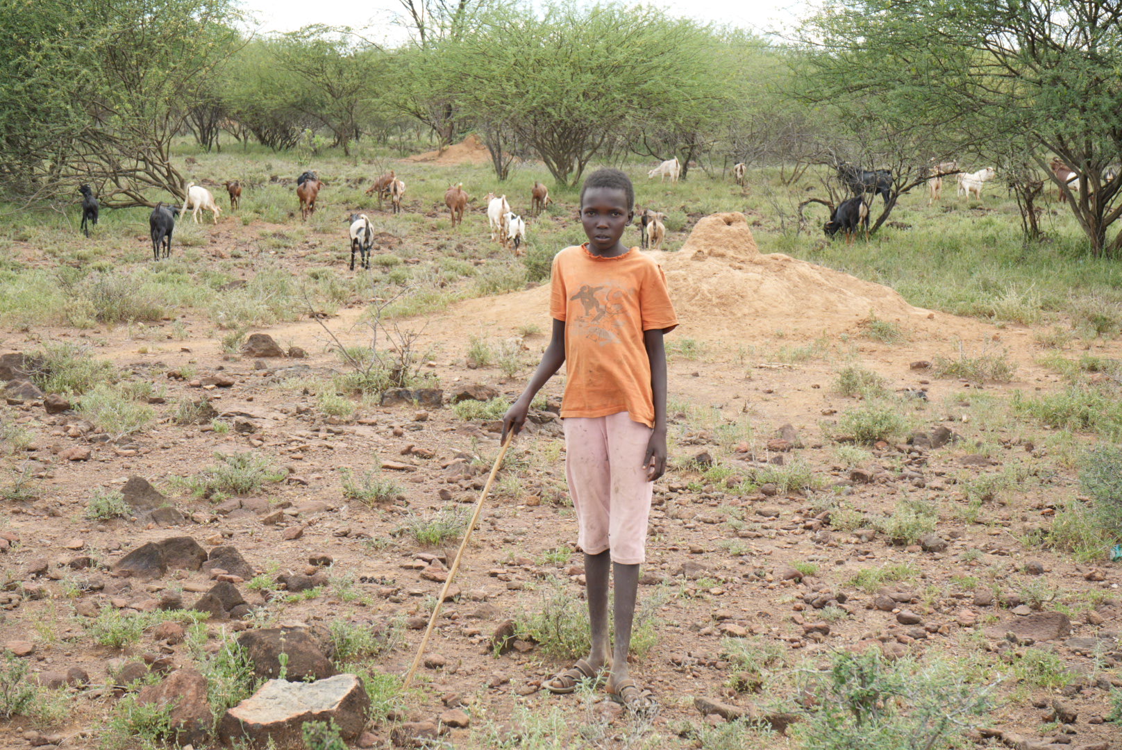 Ten-year-old Chekepus tends to his family's flock in a patch of shrubs. He misses school because he has to migrate from place to place with his family in search of pasture, a common reality in nomadic East Pokot where droughts also cut off children from education. (GSR photo/Wycliff Peter Oundo)