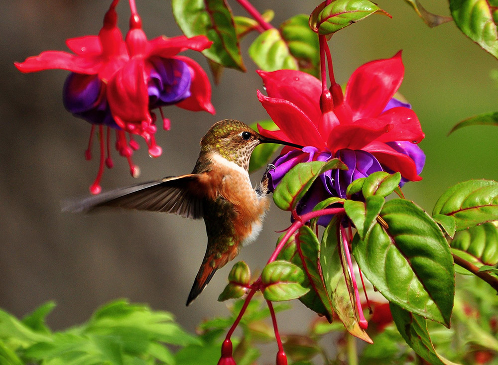 A hummingbird heart can beat more than 1,200 times per minute. (Unsplash/Bryan Hanson)