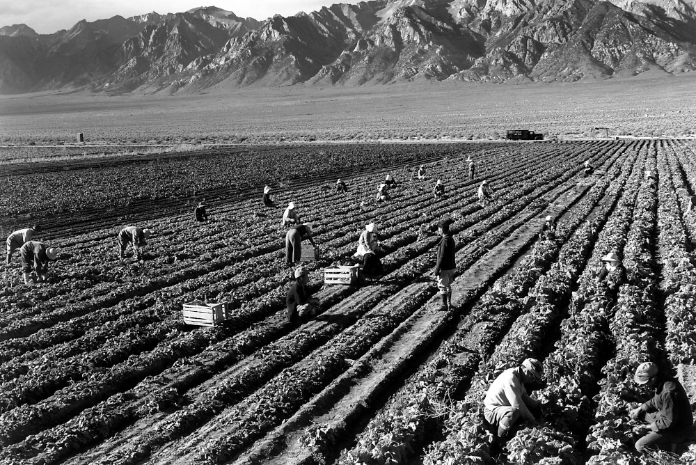 Farm workers in the fields near Mt. Williamson at Manzanar Relocation Center, California. (Wikimedia Commons/Ansel Adams)