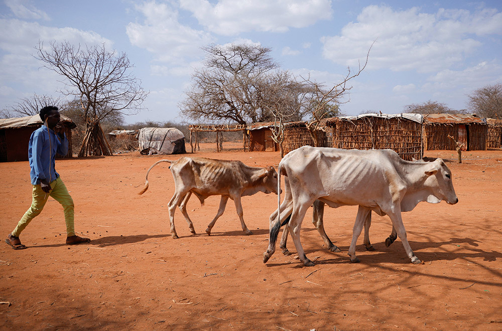 A young man walks next to his emaciated cows at Kura Kalicha camp for the people internally displaced by drought near Das town in Ethiopia's Oromia region March 7. (OSV News/Reuters/Tiksa Negeri)