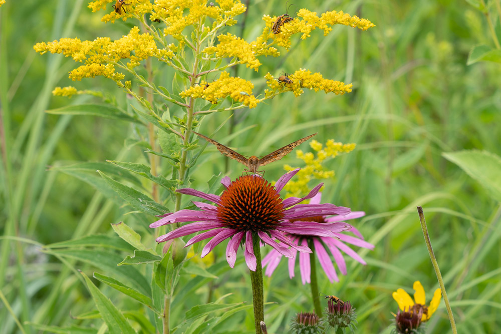 On Jan. 10, 2022, the Congregation of Sisters of St. Agnes signed a conservation easement document, in partnership with Glacial Lakes Conservancy, protecting 237 acres of land for native flora and fauna at their motherouse in Fond du Lac, Wisconsin, in perpetuity. The congregation was honored as a Laudato Si' Champion at the "Laudato Si' and the U.S. Catholic Church" conference on July 27, 2023. (Congregation of the Sisters of St. Agnes)