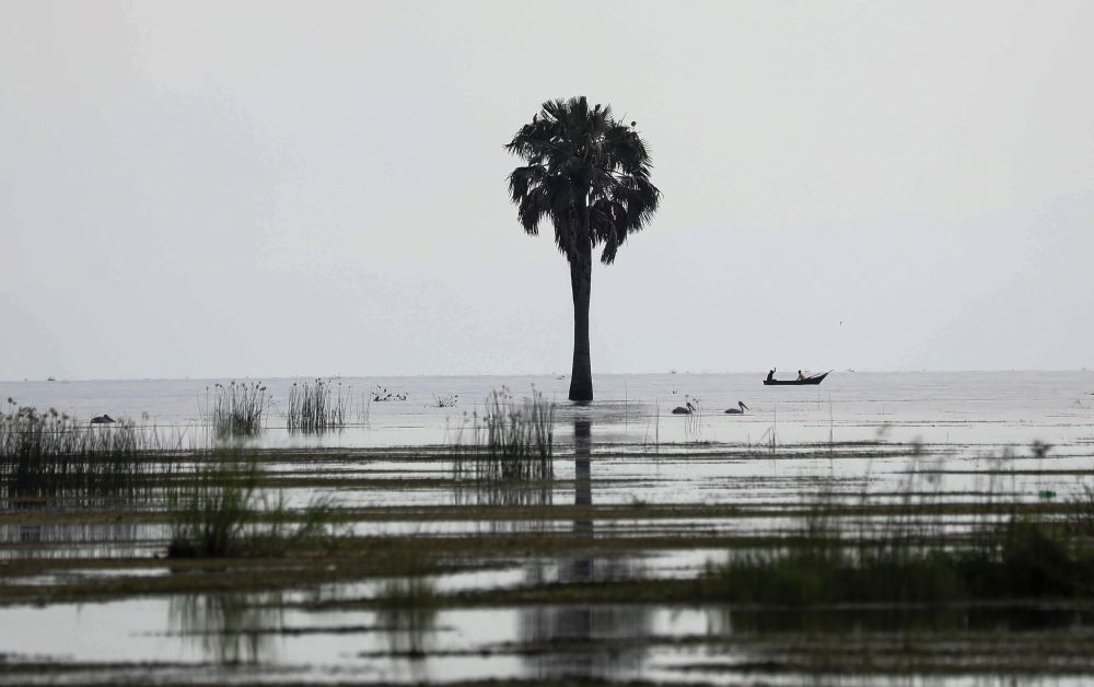 A sacred site marked by a palm tree is stands in the rising waters of Lake Albert at Karakaba landing site, near Buliisa , Uganda, Aug. 3, 2023.