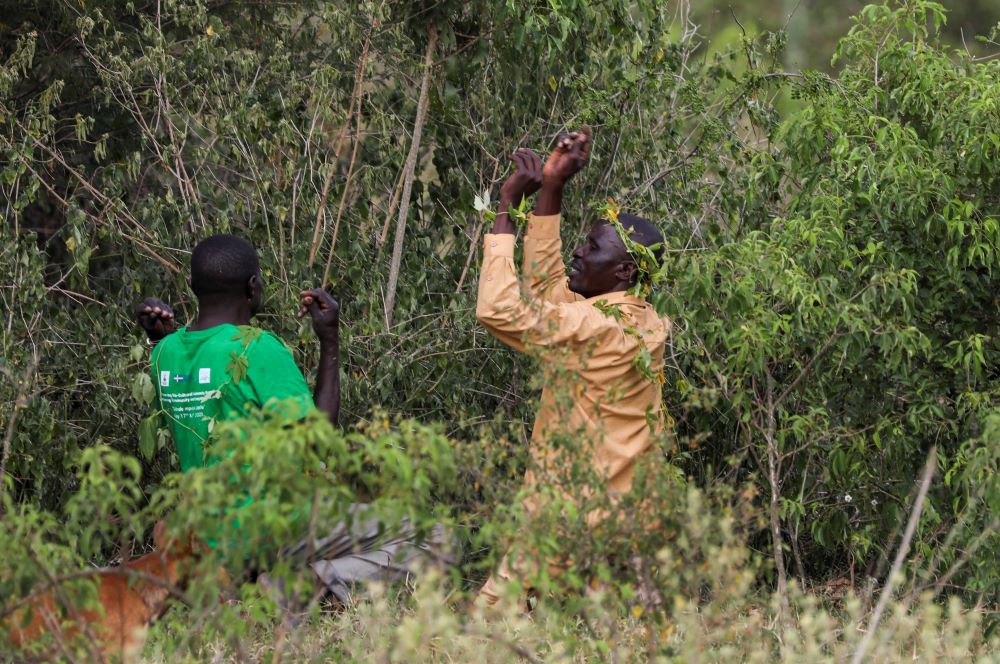 John Gafabusa, right, and Abiri Ntarwete, pray at the Mutyona natural sacred site near Buliisa, Uganda, Aug. 3, 2023.