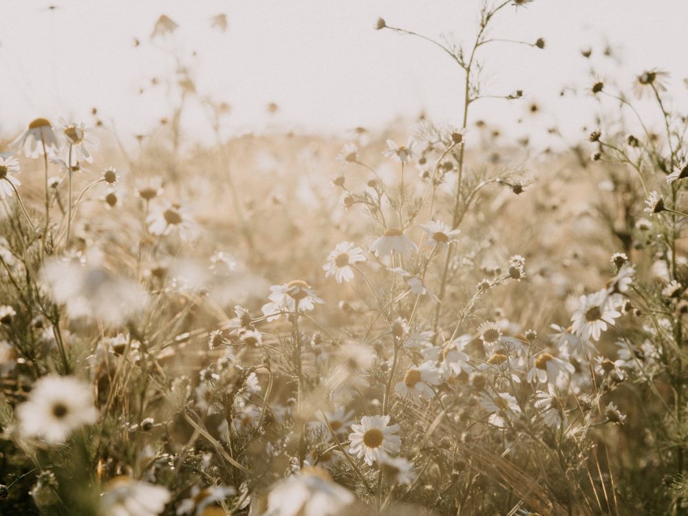 wildflower field (Unsplash/Annie Spratt)