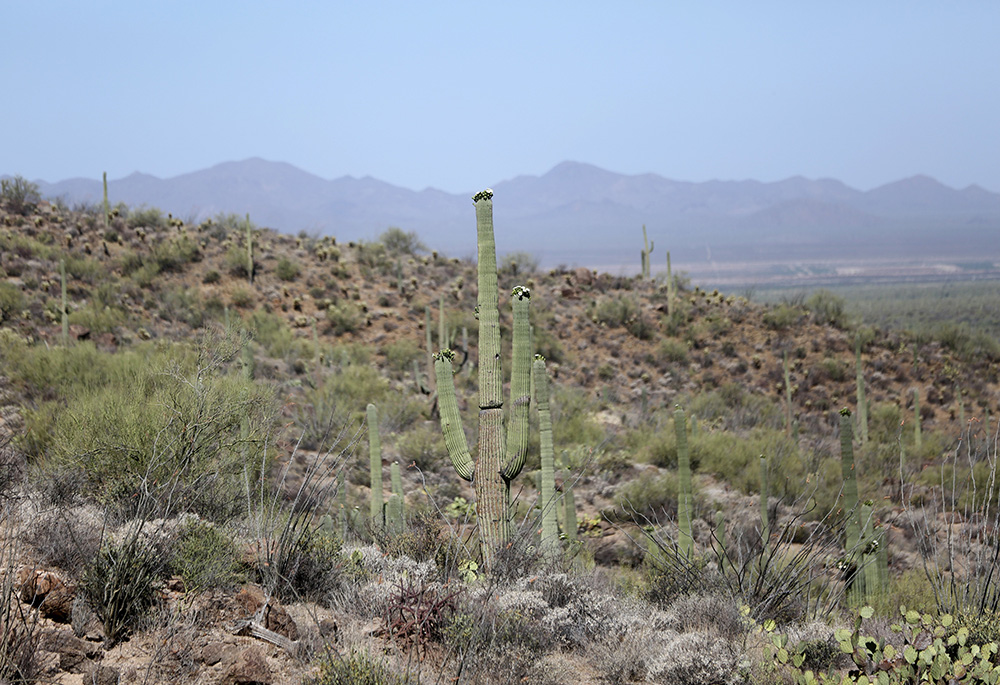 Cactuses are pictured at Gates Pass May 20, 2022, in Tucson, Arizona. (CNS/Bob Roller)