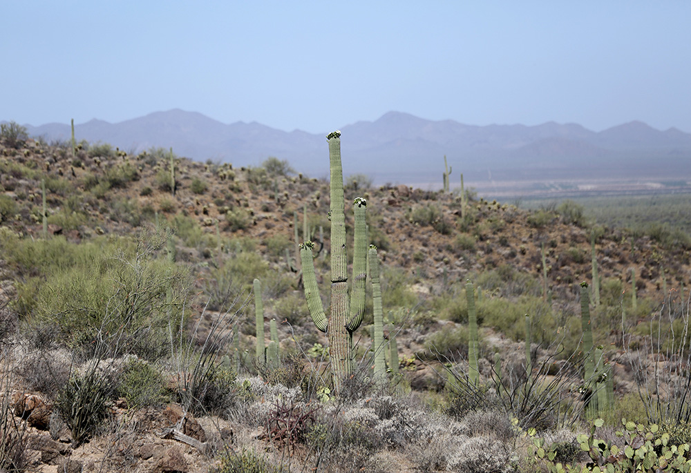 Cactuses are pictured at Gates Pass May 20, 2022, in Tucson, Arizona. (CNS/Bob Roller)