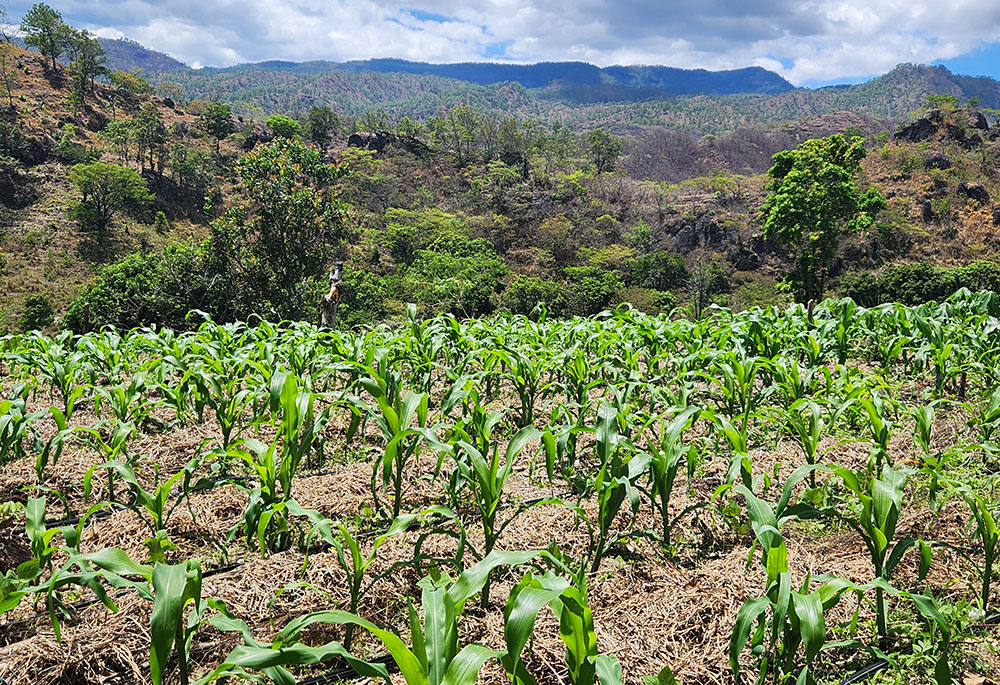 A field of bean crops at the family farm of Wilfredo Hernandez, several hours down an unpaved road outside the town of Santa Ana, La Paz, in Honduras. (NCR photo/Brian Roewe)