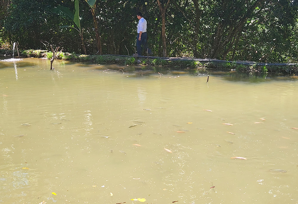 A pond on the property of Rony Figueroa holds 3,000 tilapia, which provide an additional source of income for the family farmer in central Honduras. (NCR photo/Brain Roewe)