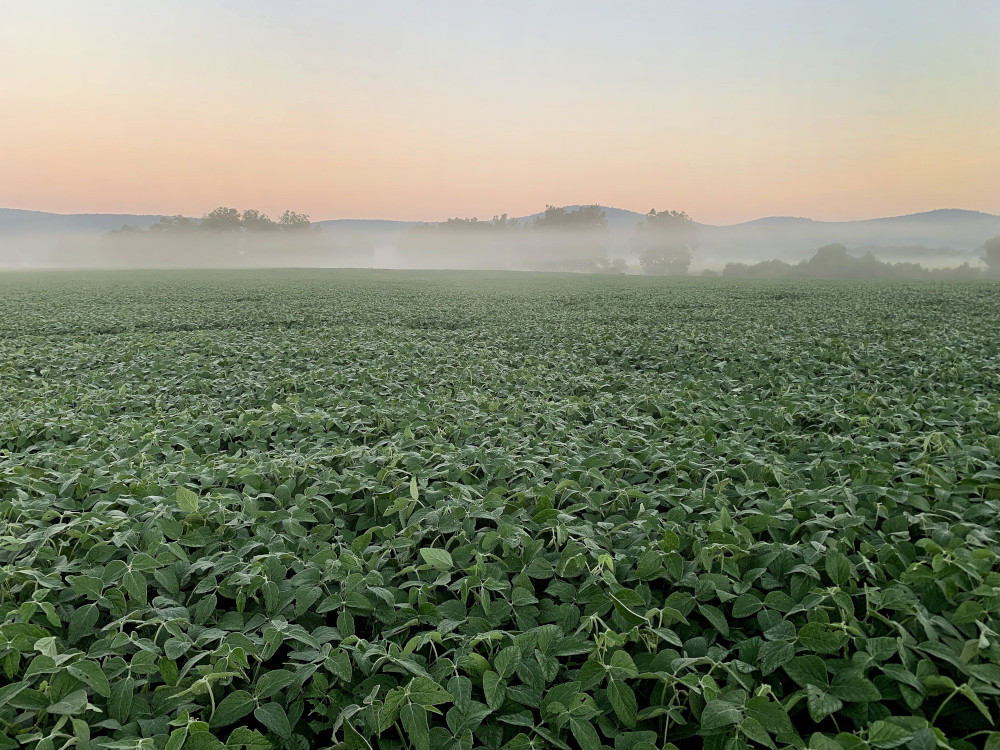 Fog hovers over a field of beans on a farm in Friendship, Pa., Sept. 19, 2021. (OSV News photo/CNS file, Bob Roller)