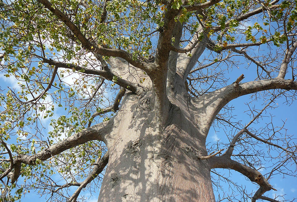 A view from beneath a baobab tree in Botswana. Palaver encounters under the baobab tree were how many precolonial African societies addressed disputes. (Wikimedia Commons/Roger Culos)