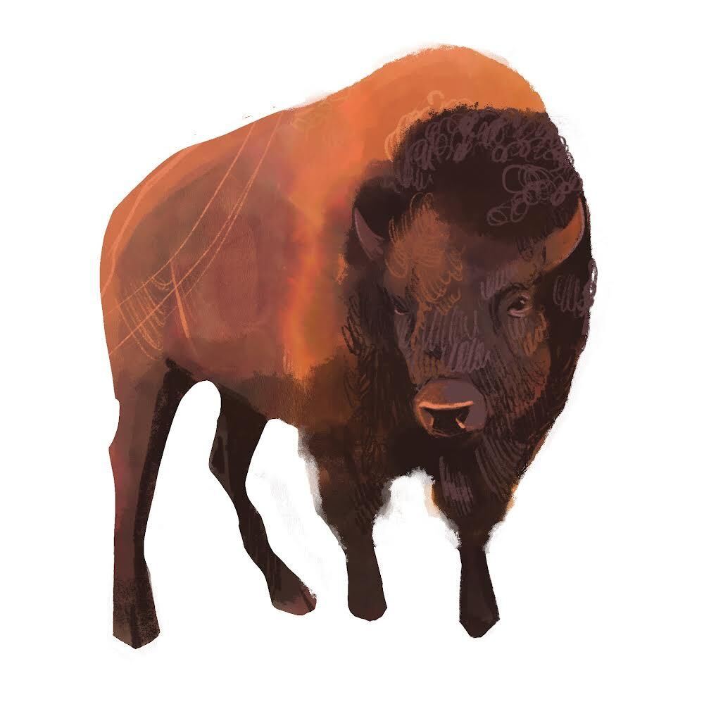bison (Ryan McQuade)