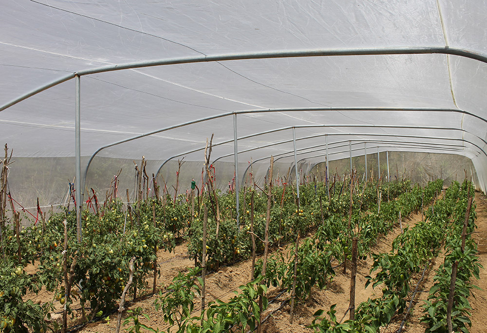 A greenhouse on Rony Figueroa's farm holds rows of tomatoes and green bell peppers. (NCR photo/Brian Roewe)