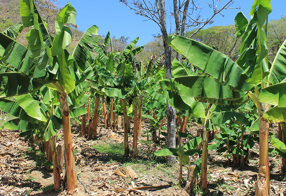 Catholic Relief Services helped Rony Figueroa improve water access at his farm. Irrigation systems pump water housed in a 8,000 liter water harvesting tank from a nearby stream, which then is used to water eight plots of land where he grows corn, beans, taro, limes, lychee and plantains. (NCR photo/Brian Roewe)