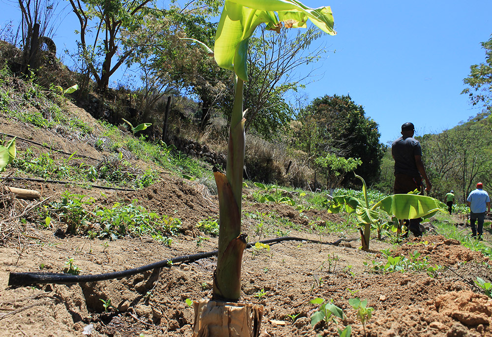 An irrigation system is seen along rows of crops at the family farm of Rony Figueroa in Central Honduras, in a region known as the Dry Corridor. Figueroa twice migrated when it seemed impossible to build a secure life for his family in Honduras. After returning and receiving support from organizations including Catholic Relief Services to adapt farming techniques to climate change impacts, Figueroa has been able to stay and call Honduras home. (NCR photo/Brian Roewe)