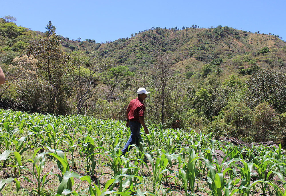 Rony Figueroa's father walks through crop fields at the Figueroa family farm in central Honduras, in a region known as the Dry Corridor. Figueroa bought the property from his father, and now farms it with support from local groups, international nongovernmental organizations and development agencies, including Catholic Relief Services. (NCR photo/Brian Roewe)