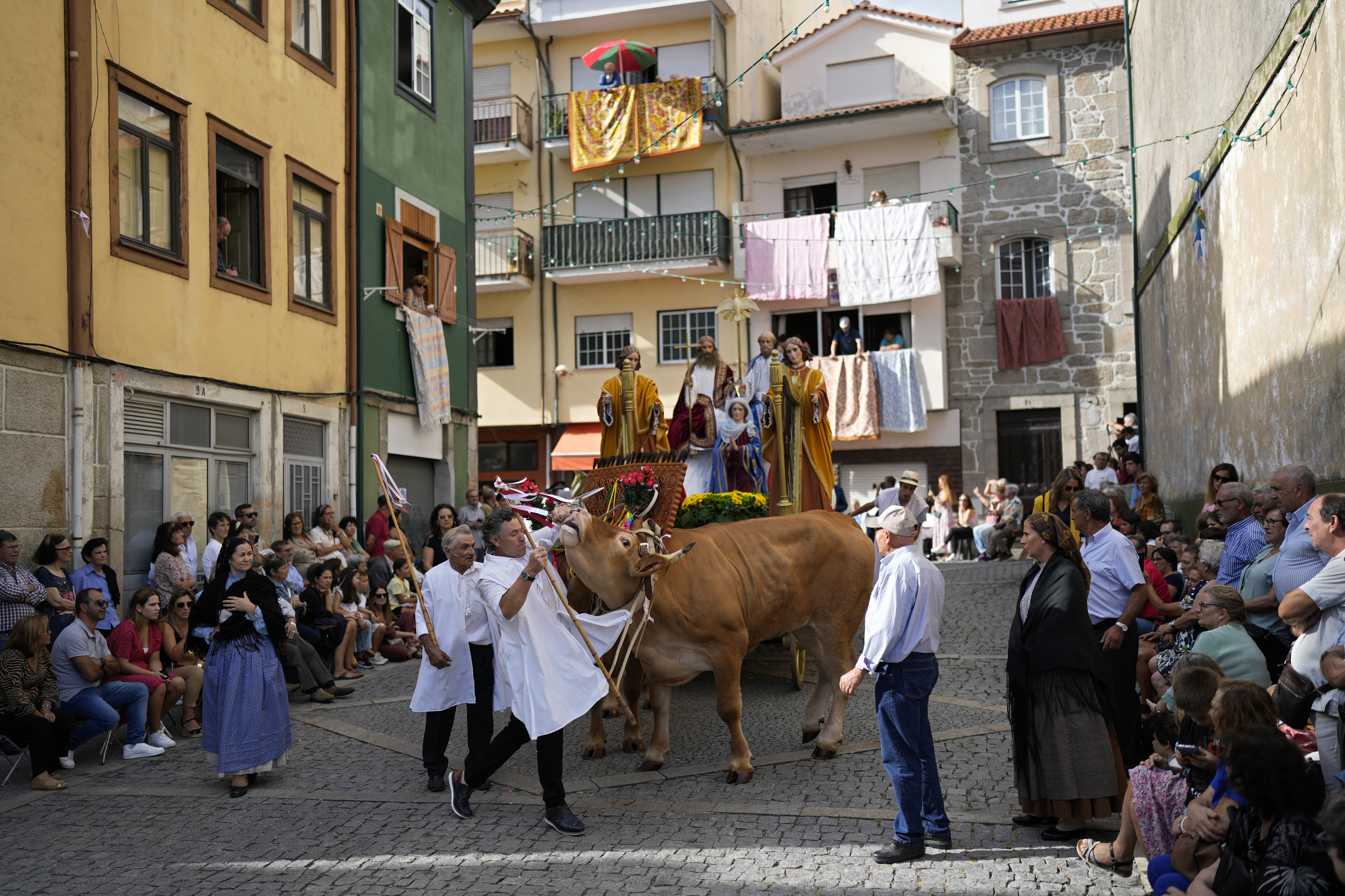 A handler struggles to control an ox pulling a float portraying the Assumption of the Virgin Mary, during the Our Lady of Remedies procession in the small town of Lamego, in the Douro River Valley, Portugal, Friday, Sept. 8, 2023. One of Portugal's largest and oldest religious festivals, the two-week celebrations that culminate with the procession, draw thousands. (AP Photo/Armando Franca)