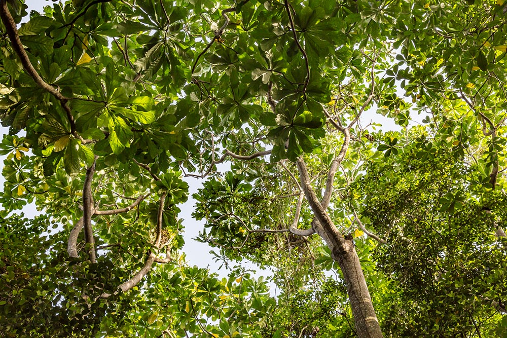 A canopy of mangrove trees is seen at the Lekki Conservation Centre in Lagos, Nigeria. Mangrove is among the tree varieties being seeded and planted on Catholic Church properties as part of a new church campaign that aims to plant 5.5 million trees over the next five years to prevent flooding and mitigate climate change. (Dreamstime/Matthew Omojola)