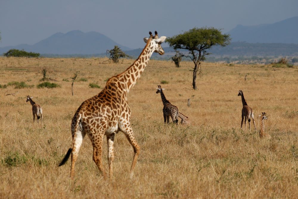 Giraffes walk in a field with dry grass