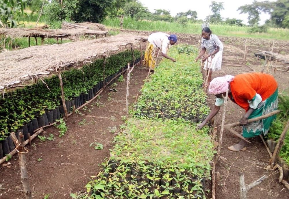 women planting trees