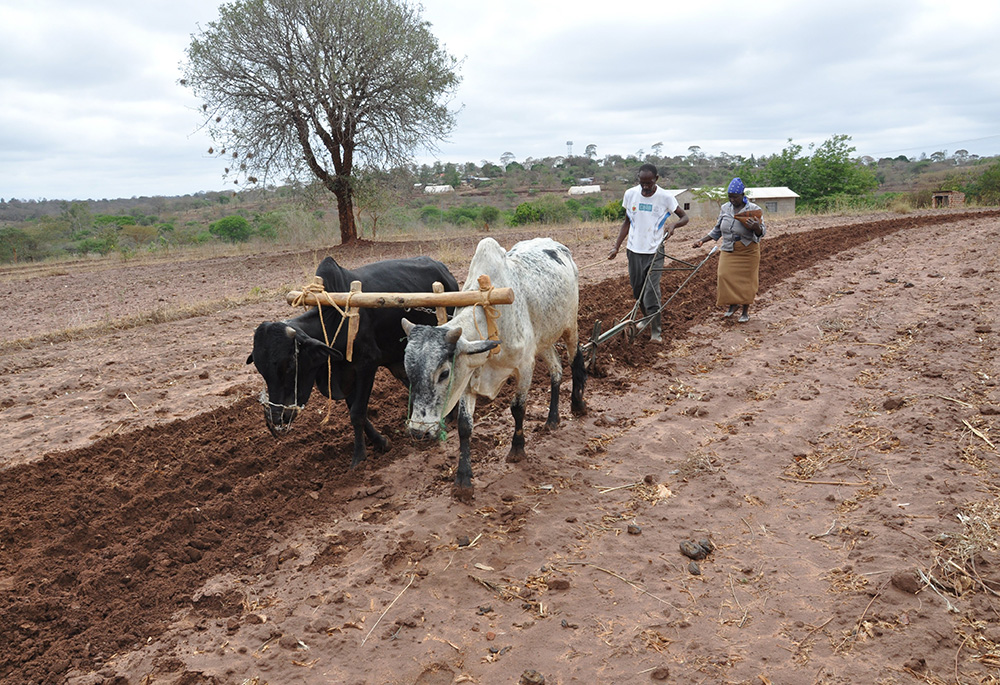 A Kenyan farmer tills and plants his farm Nov. 3, 2022, in Machakos. African bishops said as people struggle against the current global climate crisis, they are losing biodiversity and traditional seeds. Francis cites a 2022 decree from African bishops in his new letter Laudate Deum. (CNS/Fredrick Nzwili)