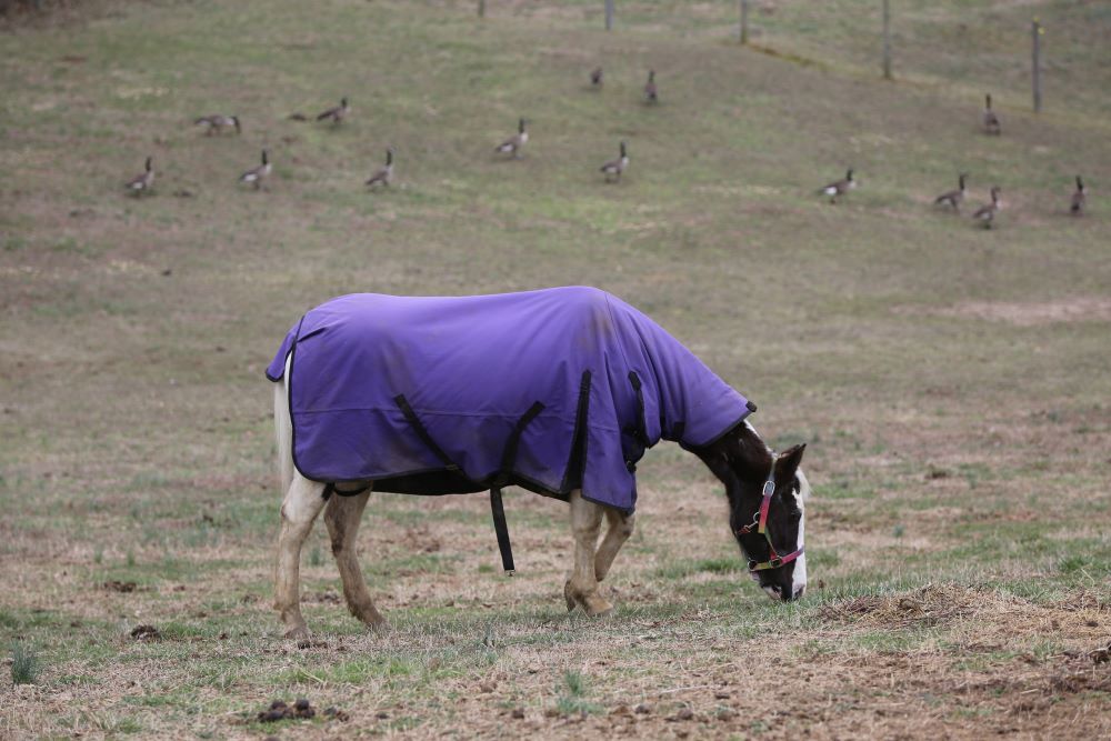 A horse grazes in a field amid geese on a farm in Huntingtown, Md., March 11, 2022. (OSV News photo/Bob Roller)