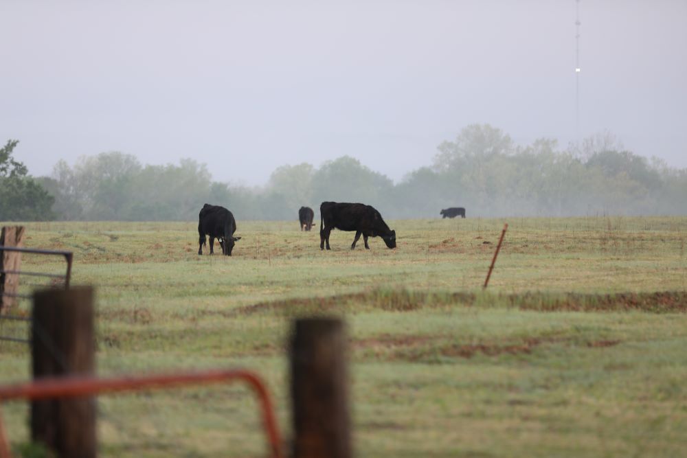 Cows graze on a farm in the early morning outside Oklahoma City April 28, 2023. (OSV News photo/Bob Roller)