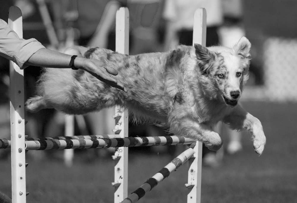 Donna Haraway's dog, Cayenne, jumps during an agility match in 2006. In the context of agility training, a "contact zone" is a place where a dog's paws must touch on the equipment, said Haraway. (Richard Todd)