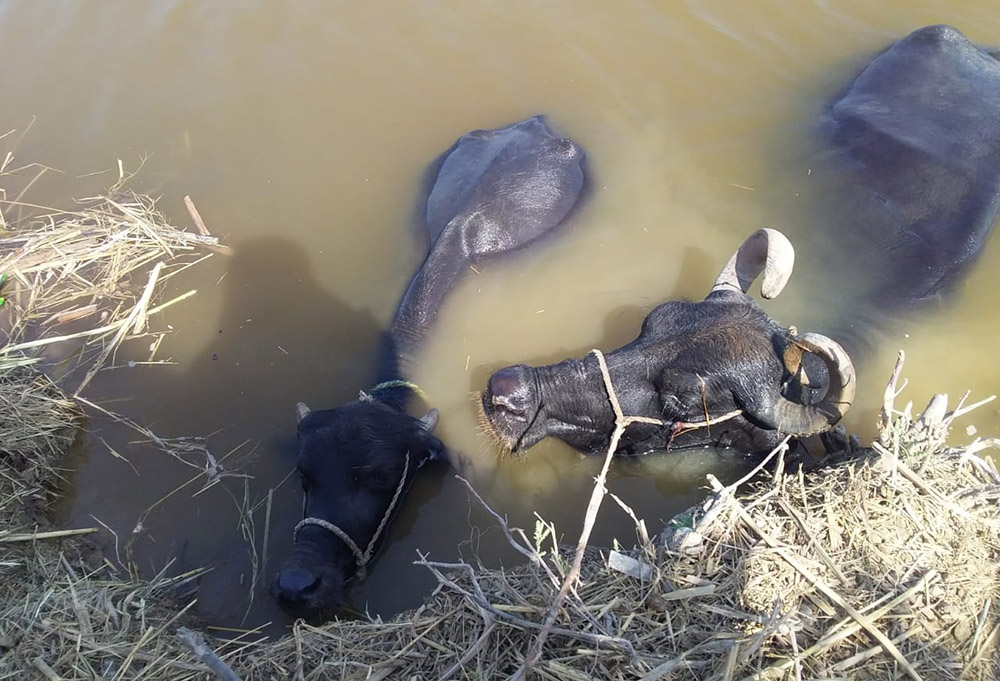 Buffalo bathe beside the literacy center in the province of Sindh in Pakistan (Courtesy of Emer Manning)