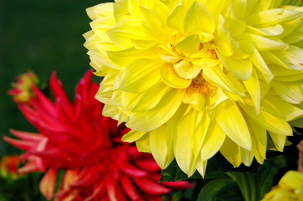 Red and yellow chrysanthemums bloom at the Nishat Bagh Mughal Gardens in the Srinagar district of Jammu and Kashmir, India. (Wikimedia Commons/McKay Savage)