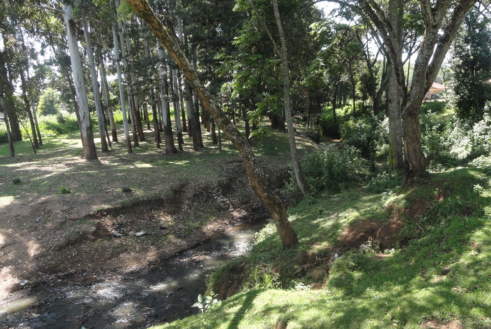 Eucalyptus trees, a species that is not native to the area and that requires much water, have been planted along the banks of the Kalondan River and contribute to its decreasing water levels. (Courtesy of Shadrack Omuka)