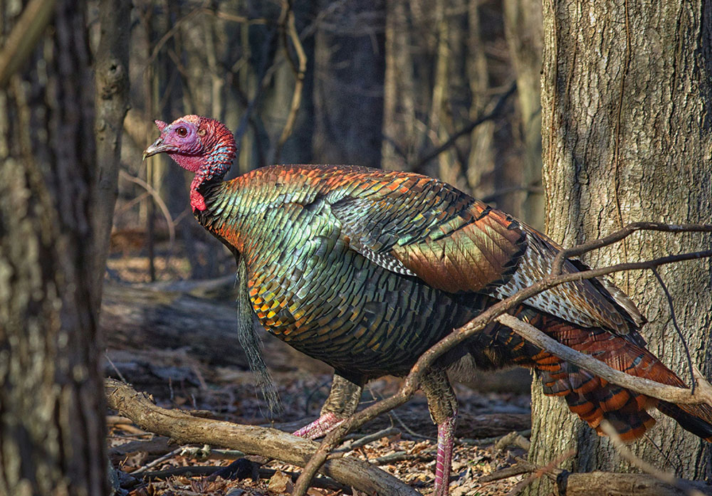 A wild turkey in brown woods (Unsplash/George Karelitsky)