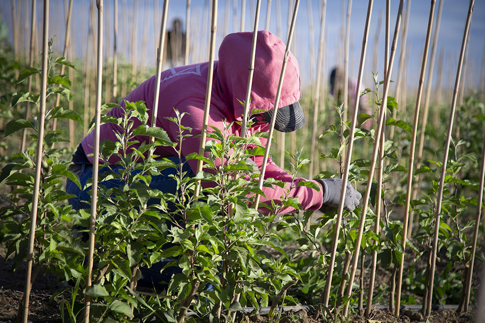A migrant worker prunes a young apple tree May 29, 2018, in a field in Prosser, Washington. (CNS/Chaz Muth)