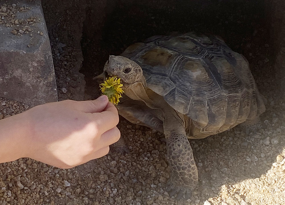 Desi, a 12-year-old Mojave desert tortoise who is part of the Edwards Air Force Base Desert Tortoise Adoption Program, eats a dandelion. Mojave desert tortoises have been considered an endangered species since 1990. (Courtesy of Katie Lemaire)