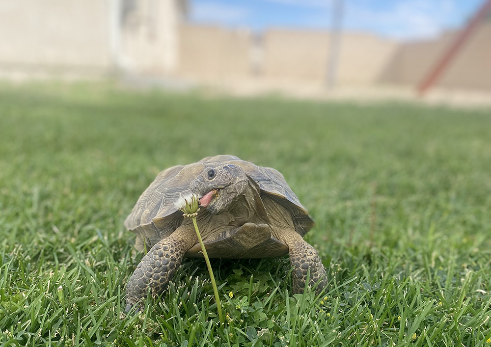 Desi, a 12-year-old Mojave desert tortoise who is part of the Edwards Air Force Base Desert Tortoise Adoption Program, eats a dandelion. Mojave desert tortoises have seen their numbers dwindle as a result of human interactions such as urbanization, energy management and agriculture, as well as from natural predators. (Courtesy of Katie Lemaire)