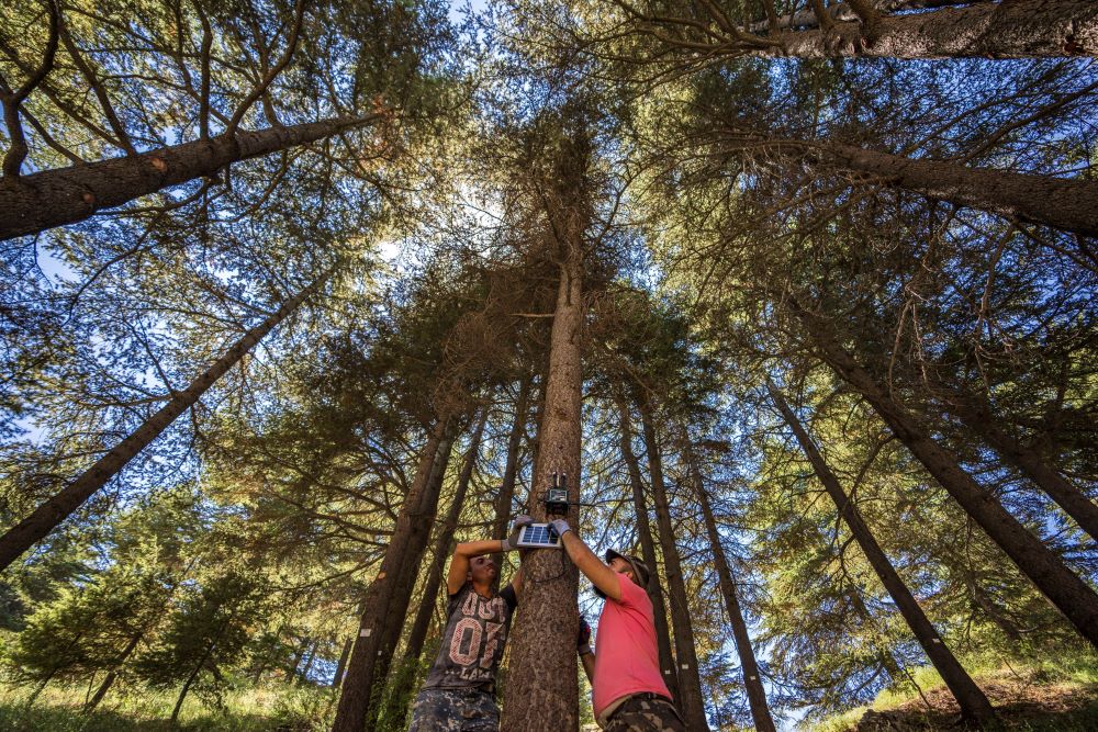 Workers install a censor on a Lebanese cedar tree that alerts authorities of potential forest fires in the Cedars of God forest, in the northeast mountain town of Bcharre, Lebanon, Saturday, Aug. 5, 2023.