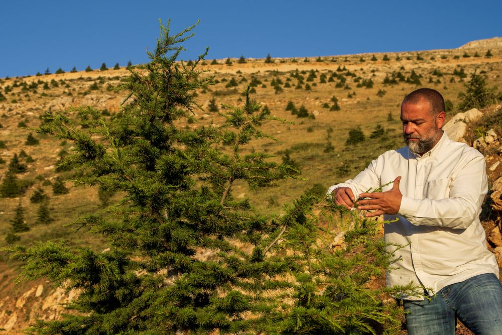 Agricultural engineer Charbel Tawk looks after a cedar tree as part of a forestation initiative 2,400 meters above sea level, in the northeast mountain town of Bcharre, Lebanon, Saturday, July 22, 2023.