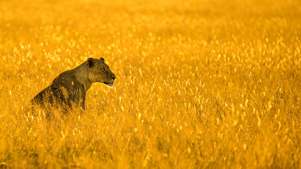 Lioness in a golden field (Unsplash/Birger Strahl)